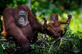 Kalimantan